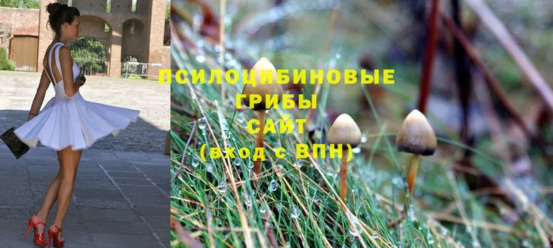 Псилоцибиновые грибы Psilocybine cubensis  сколько стоит  Дальнегорск 