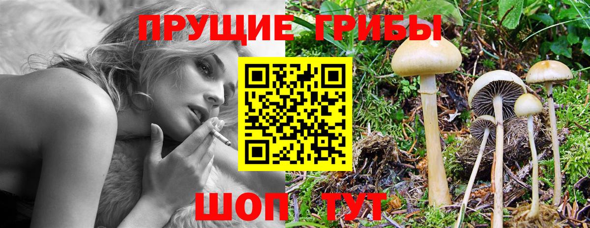 Псилоцибиновые грибы Psilocybe Дальнегорск